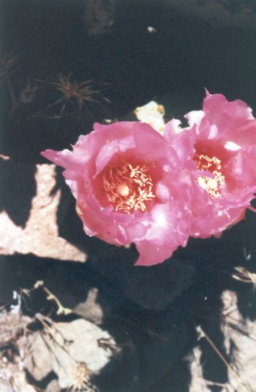 ../Images/174.Grand Canyon.jpg